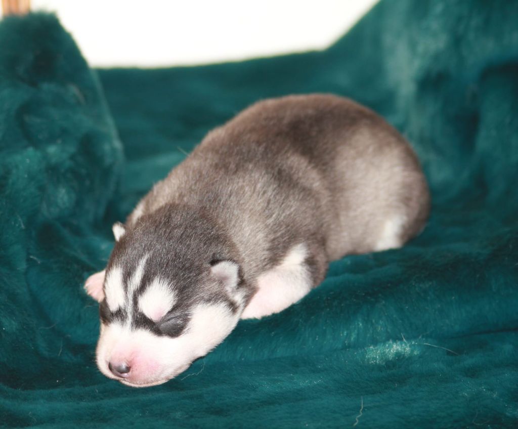 chiot Siberian Husky King Sky Of Devon